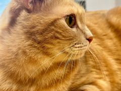 -是阿柴呀！柴犬咖啡·爱喵喵猫咖