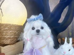 -读宠于你·约克夏比熊·睫角守宫·爬宠售卖(高新店)