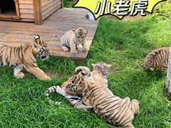 -横道河子东北虎林园