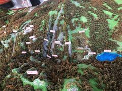 -武陵山森林公园