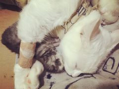 -艾贝尔宠物诊疗