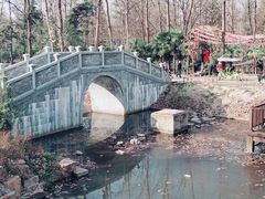 -合肥滨湖国家森林公园