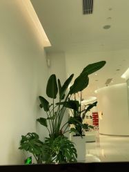 -agge蛋白医美