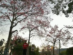 -东部华侨城