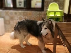 -more than meow吴止猫主题餐厅(承德 中船汇店)