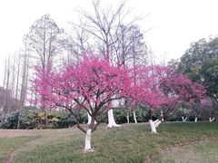 -长田漾湿地公园