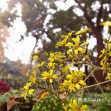 这次来上海住在长风公园附近，清早起来去散散步