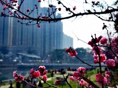 -望江楼公园