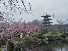 -东湖磨山景区樱花园-停车场