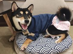 -逗柴咖啡屋·狗咖猫咖宠物桌游