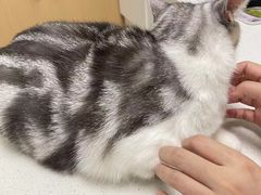 -瑞派康怡24h宠物医院·犬猫医疗中心·微创绝育(瑞景分院)