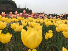 -秀丽东方