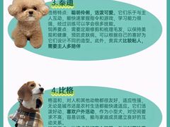 -翊宠yipet猫狗购宠庄园