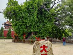 -大槐树寻根祭祖园