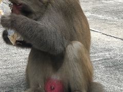 -狮子山郊野公园