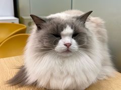 -有喵·猫咖·狗咖·30几只猫10只小狗(岗厦店)