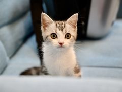 -爱妮康宠物医院·干细胞免疫细胞·肿瘤·心脏(张江店)