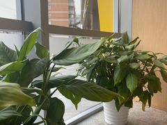 -麦当劳(北苑秋实路店)