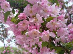 -石家庄市植物园