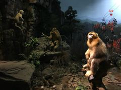 -陕西自然博物馆