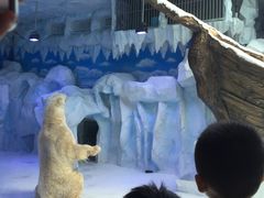 -芜湖新华联大白鲸海洋公园