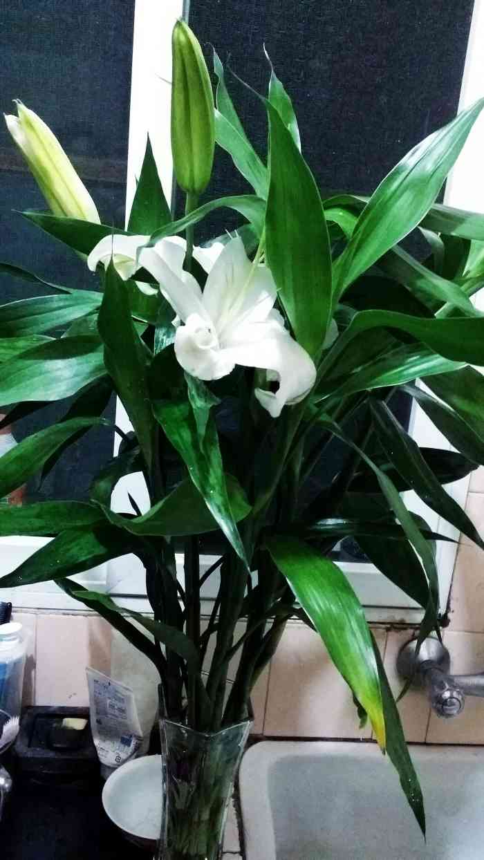 小萍花店-"临时起意想买一束花98 ,经过这家花店,."-大众点评移动版