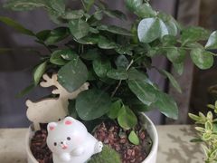 -金陵花卉交易市场