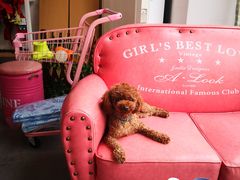 -百好乐宠物友好餐厅(朝外大街店)