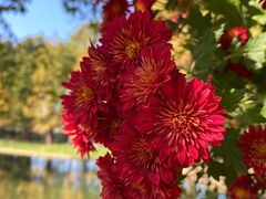 -上海共青森林公园