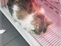 -瑞派宠物医院·24小时骨科·心脏·核磁(哈尔滨南岗店)