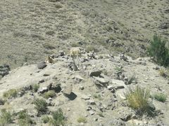 -新疆天山野生动物园