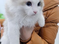 -北京观赏动物医院·24小时大型综合·猫专科·异宠专科