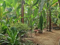 -呀路古热带植物园