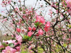 -顾村公园