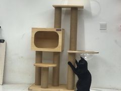-浣熊柯尔鸭土拨鼠·电玩咖