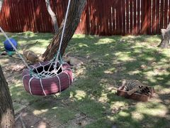 -西霞口神雕山野生动物世界