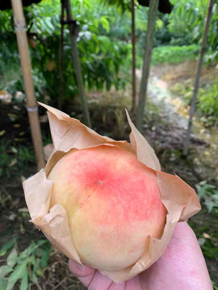 南汇大团水蜜桃-"感觉不是很好,10元一斤,女主在集散中心.