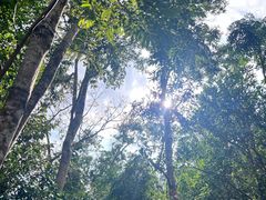 -海南热带雨林国家公园吊罗山景区