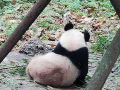 -都江堰中华大熊猫苑