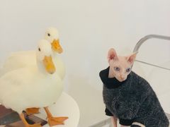 -团子家猫咪猫咖馆·柯基·柯尔鸭