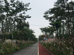 -上海长兴岛郊野公园