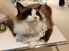 -怪兽屋·羊驼·猫咖·狗咖(俊华广场店)