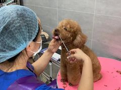-宠福鑫康馨动物医院·骨科·眼科
