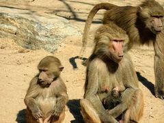 -石家庄市动物园