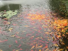 -武汉紫薇都市田园