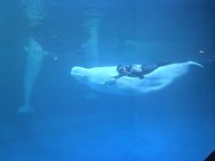 -秦皇岛乐岛海洋王国