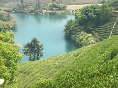 -龙坞茶村