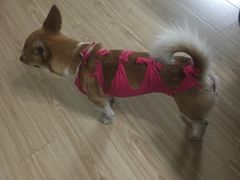 -伟伟宠物医院·CT影像中心·瑞派犬猫综合性门诊(汉口总院)