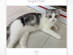 -喵的天空名猫咖啡馆·撸猫·猫舍·用品