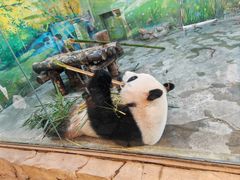 -上海野生动物园